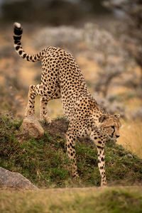 Cheetah walking on field