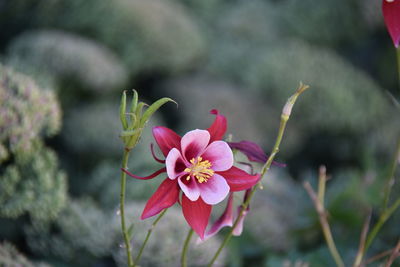 Close-up of pink flowering plant