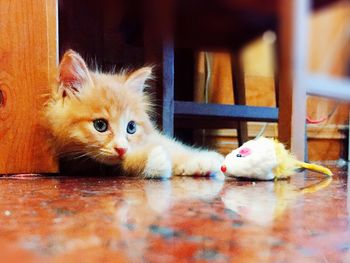 Portrait of cat relaxing at home