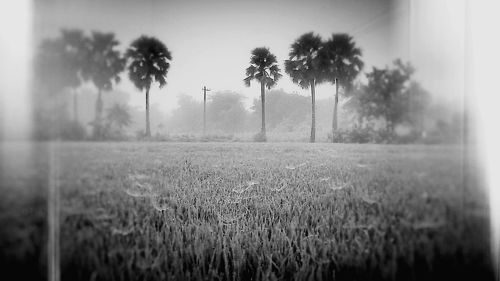 Plants growing on field