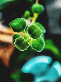 Close-up of green plant