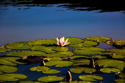 water lily