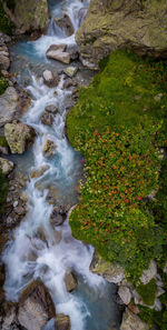 Stream flowing through forest