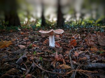 Close-up of mushroom growing on field in forest