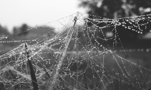 Close-up of spider web