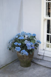 Close-up of potted plant