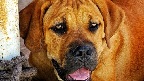 Close-up portrait of dog