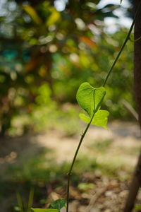 Close-up of plant growing on land
