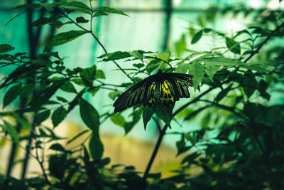 Close-up of butterfly pollinating on flower