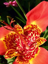 Close-up of red flower