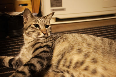 Close-up portrait of a cat