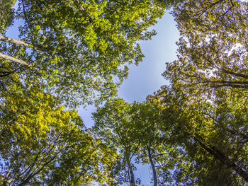 Low angle view of trees against sky