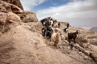 Rear view of man standing on rock