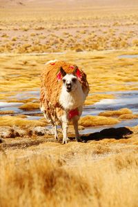 Sheep standing on field