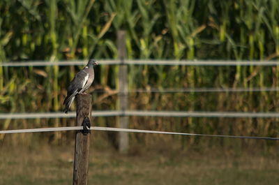 Close-up of bird perching on rope
