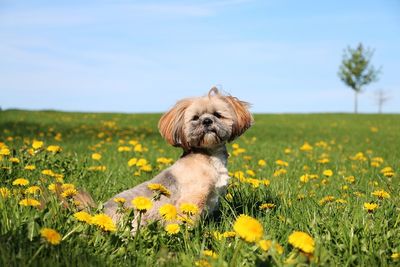 View of dog on field