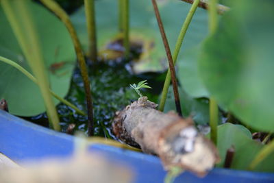 Close-up of lizard on plant