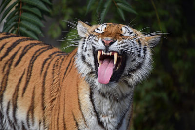 Close-up of tiger yawning