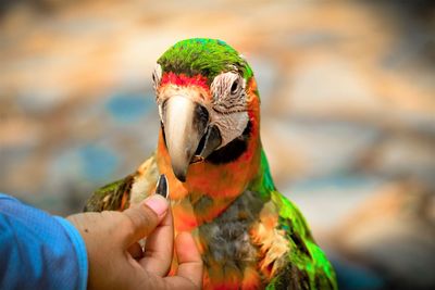 Midsection of person holding bird