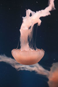 Close-up of jellyfish swimming in sea