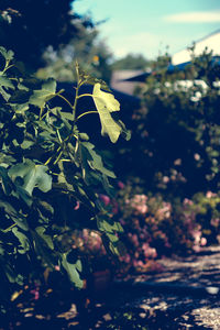 Close-up of flower tree