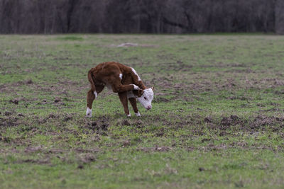 View of a dog on field