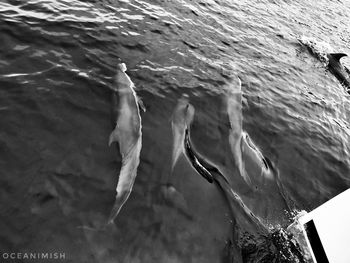 High angle view of bird swimming in sea