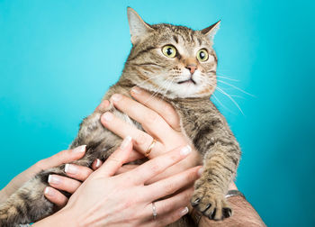 Portrait of man holding cat against blue background