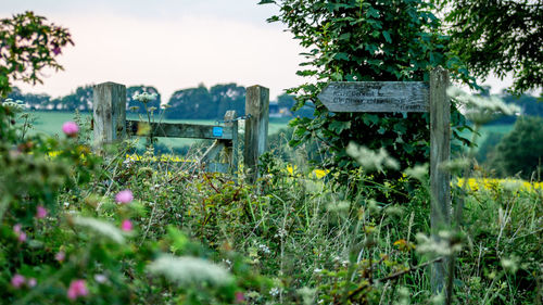 Plants growing on field against sky