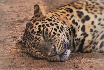 Close-up of leopard sleeping on field 