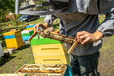 Apiary with queen bees, ready to go out for breeding bee queens. royal jelly in plastic queen cells.