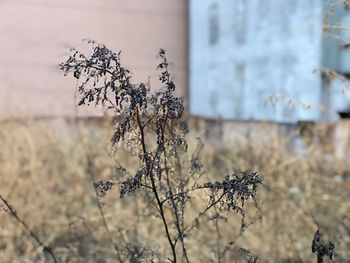 Close-up of plant against tree