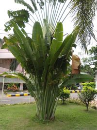 Palm trees in yard