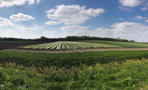 Scenic view of agricultural field against sky