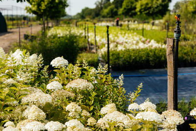 View of flowering plants by lake