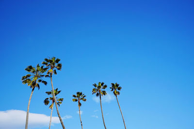 Low angle view of coconut palm trees against blue sky