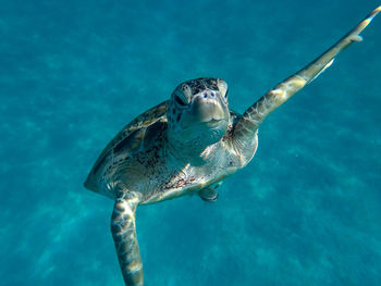 Turtle swimming in sea