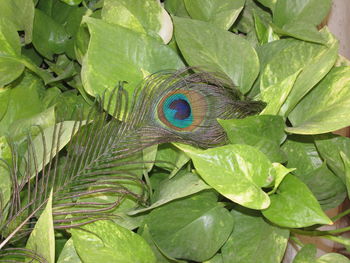 High angle view of peacock