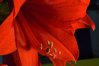 Close-up of insect on red flower