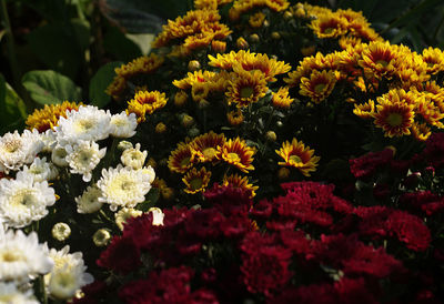 Close-up of flowers blooming outdoors