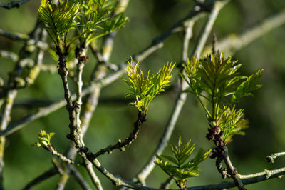 Close-up of leaves on tree