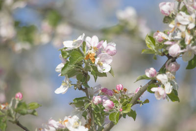 Close-up of pink cherry blossoms in spring