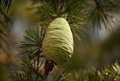 Close-up of pine cone in tree