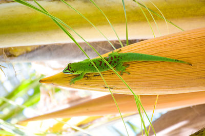 Close-up of insect on leaf