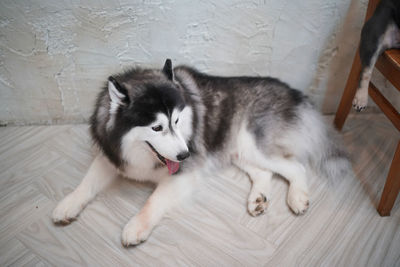 Portrait of dog on hardwood floor