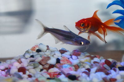 Close-up of fish swimming in aquarium