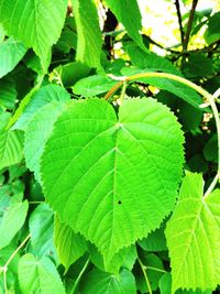 Close-up of green leaves