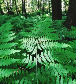 Close-up of leaves on tree trunk in forest