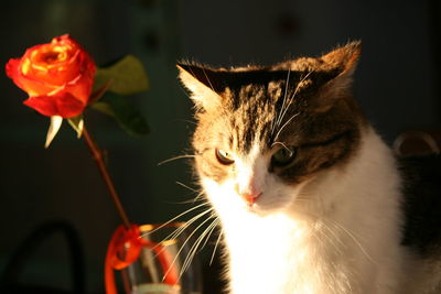 Close-up of cat with flowers