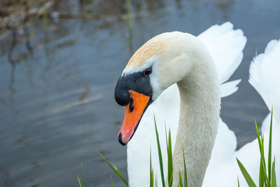 Portrait of a young mute swan in the water, spring day